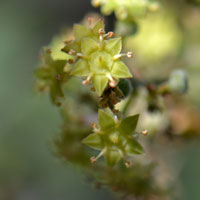 Flowers yellow or greenish-yellow; Lotebush or Gray-thorn, Ziziphus obtusifolia
